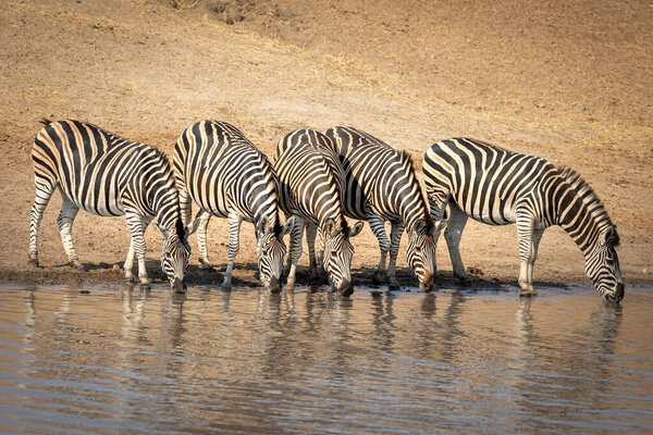 Five adult zebras standing at the edge of river drinking water in dry winter in Kruger Park in South Africa