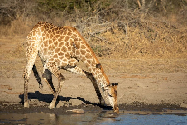 Dişi Zürafa Güney Afrika Daki Kruger Park Eğilip Içiyor — Stok fotoğraf