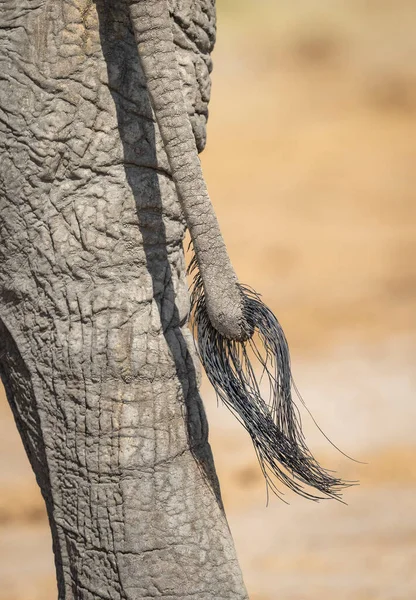 Cola Elefante Primer Plano Parte Posterior Pierna Piel Savuti Botswana — Foto de Stock