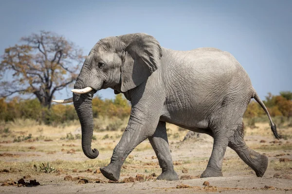 Grande Touro Elefante Caminhando Rápido Reserva Savuti Botsuana — Fotografia de Stock