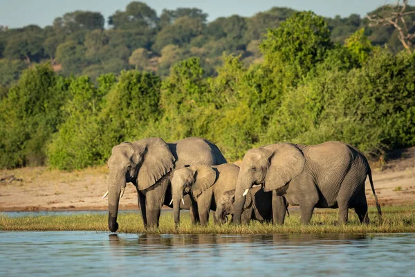 Família Elefantes Beira Água Bebendo Sob Luz Solar Amarela Botsuana — Fotografia de Stock