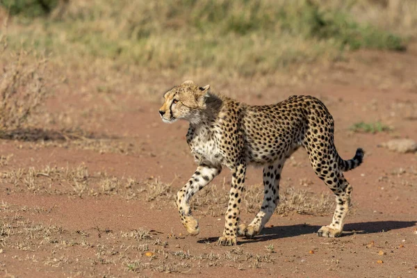 坦桑尼亚塞伦盖蒂看起来很警惕的小猎豹幼崽 — 图库照片