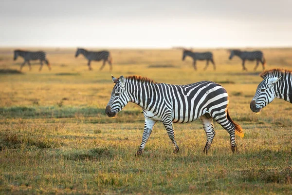 Hjord Zebror Går Tillsammans Tidigt Morgonen Solljus Ngorongoro Krater Tanzania — Stockfoto