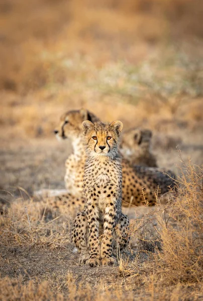 坦桑尼亚恩杜图市一只年轻的猎豹幼崽正警觉地看着它的头像 — 图库照片