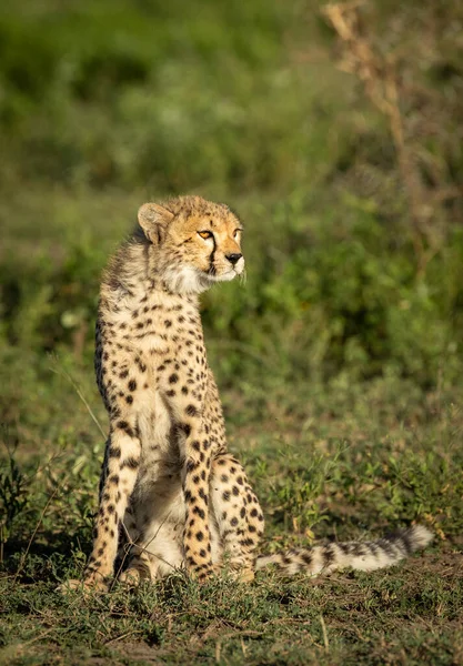 Portrait Young Cheetah Sitting Looking Alert Green Background Golden Afternoon — Stock Photo, Image