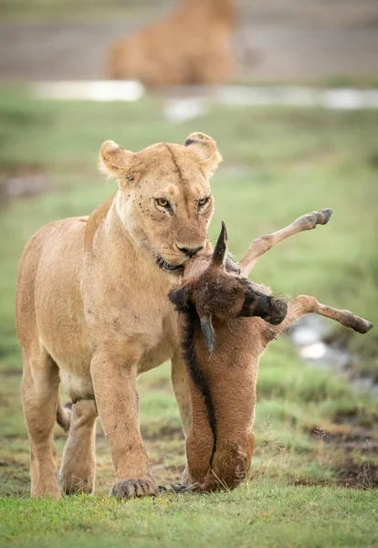 Samice Lvice Nesoucí Mláďata Pakambaly Ndutu Tanzanii — Stock fotografie