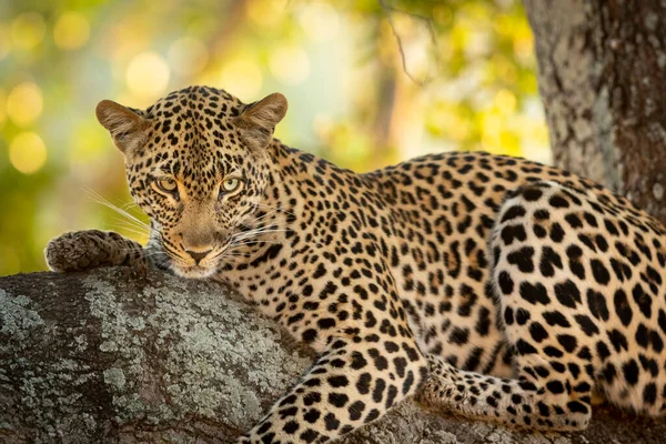 Leopardo Adulto Acostado Una Gran Rama Árbol Con Hermoso Fondo —  Fotos de Stock