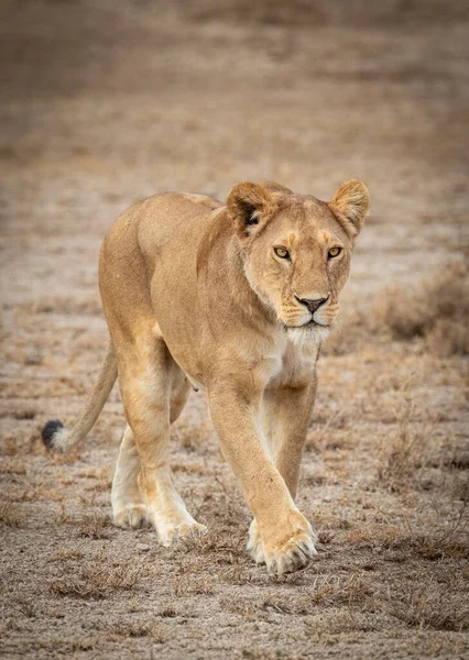 Retrato Vertical Una Leona Caminando Ndutu Tanzania — Foto de Stock