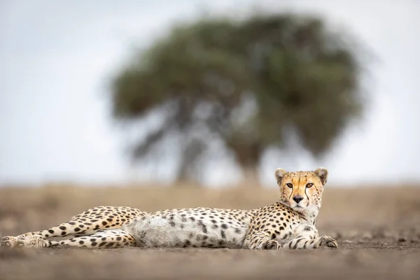 坦桑尼亚恩杜图 一只长着美丽眼睛的成年猎豹低矮地躺在地上 — 图库照片