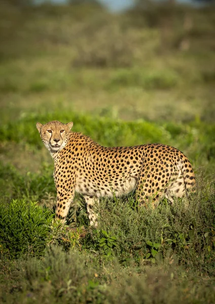 Vertical Portrait Adult Cheetah Standing Green Grass Ndutu Tanzania — Stock Photo, Image