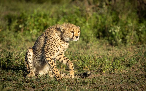 Cheetah Luz Quente Tarde Com Fundo Verde Ndutu Tanzânia — Fotografia de Stock