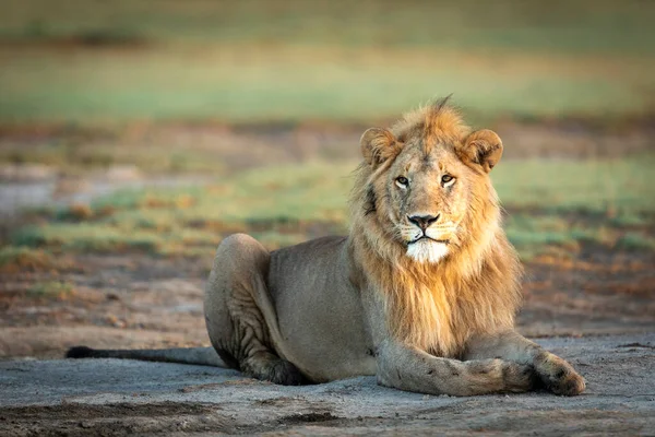 Prachtig Portret Van Een Mannelijke Leeuw Liggend Kijkend Alert Ndutu — Stockfoto
