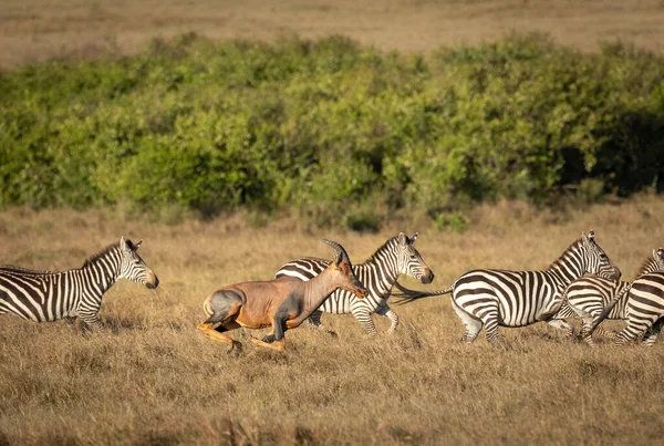 Rebanho Zebras Antílope Topi Correndo Toda Velocidade Nas Planícies Gramadas — Fotografia de Stock