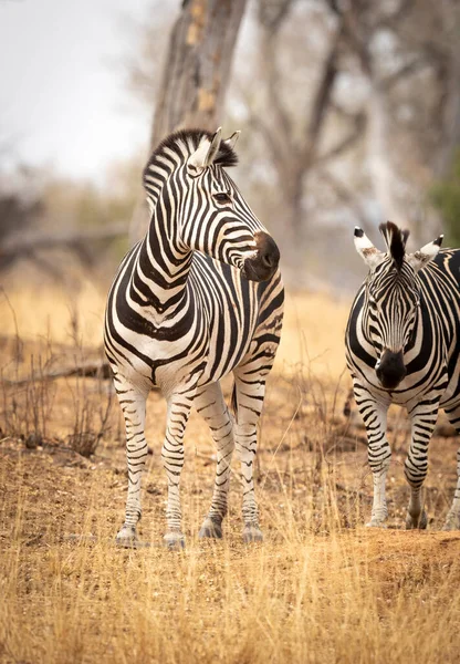 Retrato Vertical Uma Bela Zebra Grama Seca Kruger Park África — Fotografia de Stock
