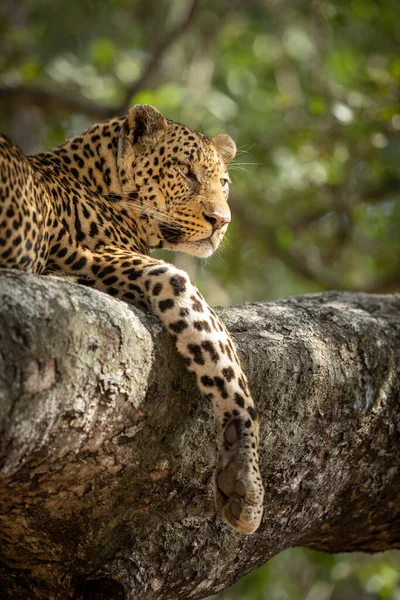 南非克鲁格公园的一棵树上躺着一只成年豹子的垂直肖像 — 图库照片