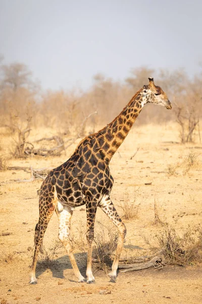 Vertical Portrait Walking Male Giraffe Blue Sky Background Kruger Park — Stock Photo, Image