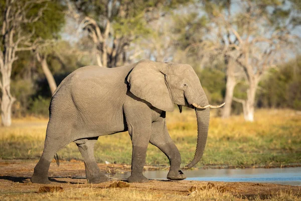 Jovem Elefante Caminhando Perto Rio Khwai Luz Dourada Botsuana — Fotografia de Stock