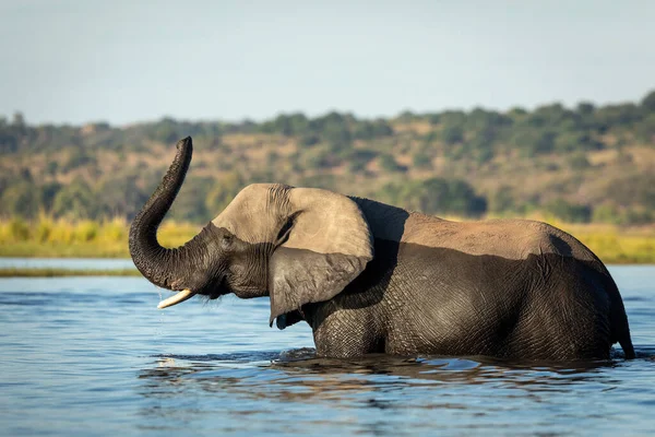 Elefante Piedi Acqua Con Suo Tronco Sollevato Nel Fiume Chobe — Foto Stock