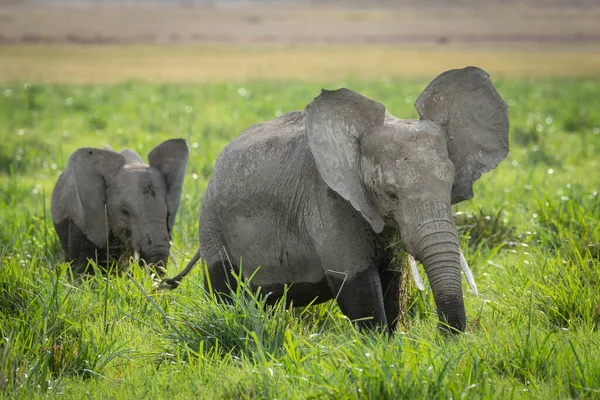 Dos Pequeños Elefantes Caminando Sobre Hierba Verde Pastando Amboseli Kenia — Foto de Stock