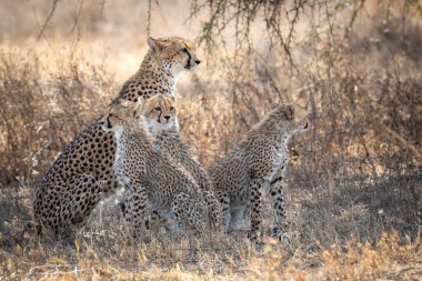 Dişi çita ve üç yavru çitası Tanzanya 'daki kuru çalılıklarda tetikte bekliyor.