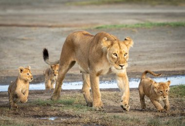 Dişi aslan ve üç yavru aslanı Tanzanya 'daki Ngorongoro nehrinden geçiyorlar.