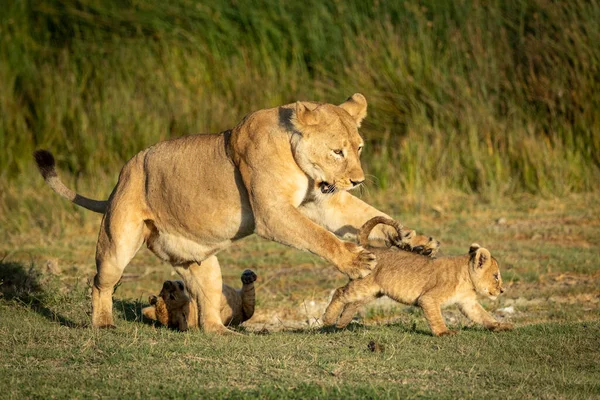 Löwin Spielt Mit Ihren Beiden Kleinen Löwenbabys Goldenen Nachmittagslicht Ndutu — Stockfoto