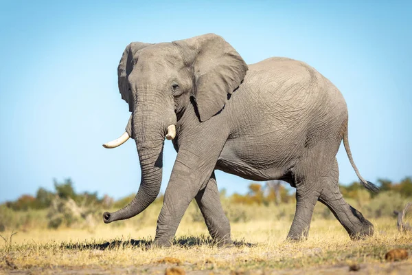 博茨瓦纳萨武蒂开阔平原上行走的成年大象的横向肖像 — 图库照片