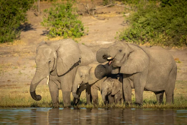 位于博茨瓦纳乔贝河边的大象族饮水 — 图库照片