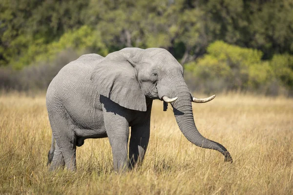 博茨瓦纳奥卡万戈三角洲一头成年大象在高草上觅食的水平肖像 — 图库照片