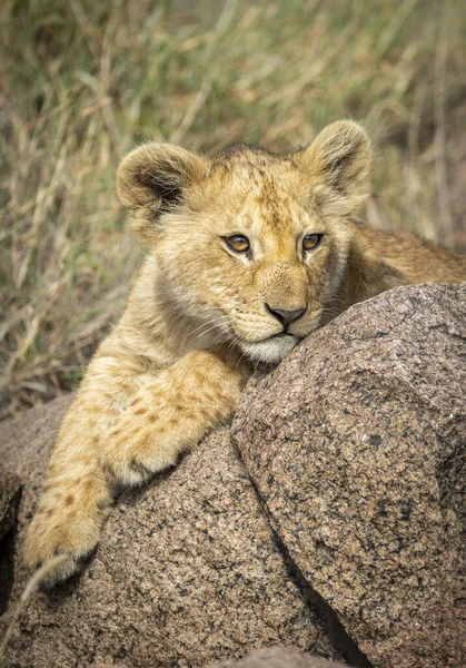 Vertikální Portrét Lvíčka Ležícího Velké Skále Serengeti Tanzanii — Stock fotografie