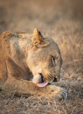 Güney Afrika 'daki Kruger Park' ta kuru çimenlerde yatan ve pençelerini yalayan bir dişi aslanın dikey portresi.