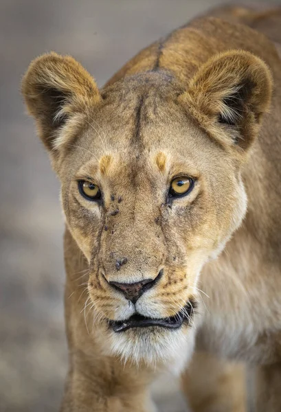 Verticaal Portret Van Een Leeuwin Kruger Park Zuid Afrika — Stockfoto