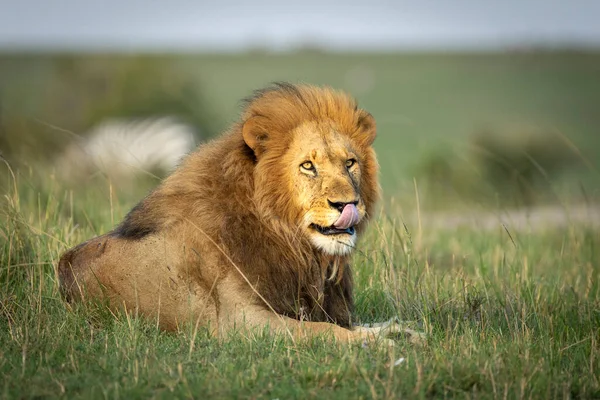 Man Leeuw Liggend Groen Gras Zoek Hongerig Masai Mara Kenia — Stockfoto