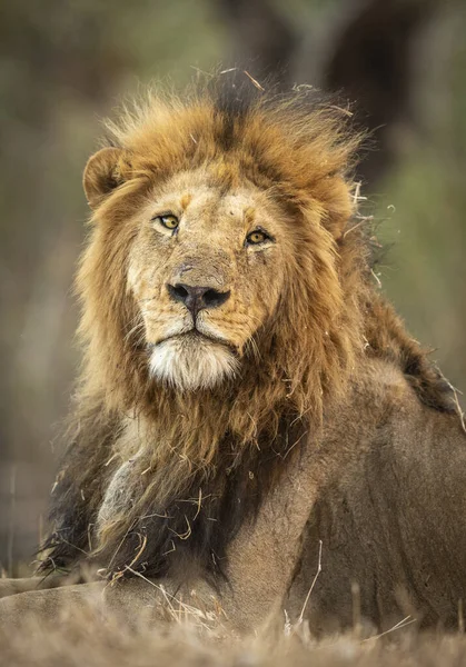 Retrato Vertical León Macho Mirando Directamente Cámara Kruger Park Sudáfrica — Foto de Stock