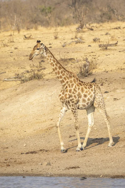 Retrato Vertical Uma Girafa Sedenta Que Vem Beber Parque Kruger — Fotografia de Stock