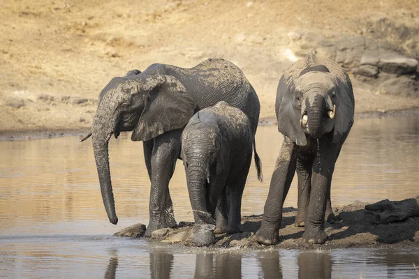 Three Young Elephants Standing Edge River Drinking Water Kruger National — Stock Photo, Image