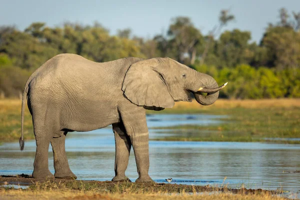 Elefante Adulto Che Beve Acqua Nella Luce Dorata Del Pomeriggio — Foto Stock