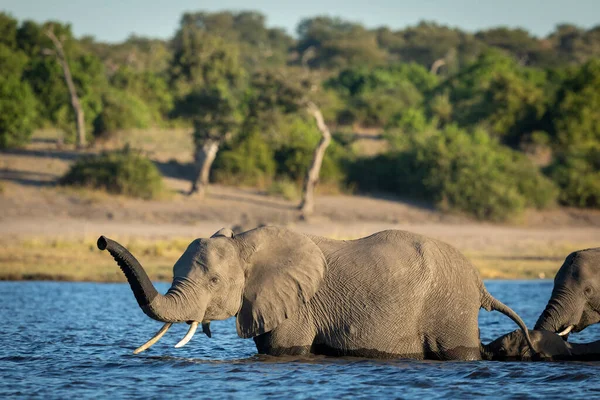 Elefante Hembra Liderando Manada Través Del Río Chobe Luz Dorada —  Fotos de Stock