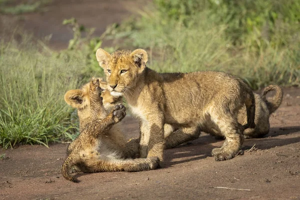 Two Small Baby Lions Playing Serengeti Tanzania — Stock Photo, Image