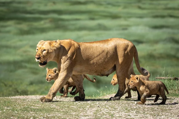 Mother Lioness Her Small Baby Lions Walking Together Ngorongoro Tanzania — Stock Photo, Image