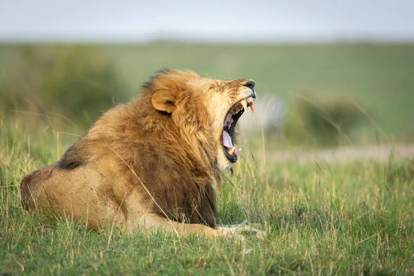 Kenya Daki Masai Mara Yeşil Çimlerde Uzanırken Yelesi Esneyen Bir — Stok fotoğraf