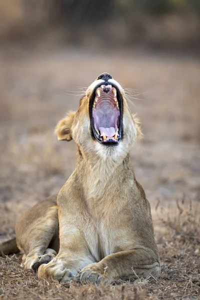Retrato Vertical Uma Leoa Fêmea Bocejando Parque Kruger África Sul — Fotografia de Stock