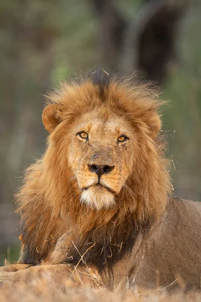 Retrato Vertical León Macho Adulto Con Hermosa Melena Kruger Park — Foto de Stock