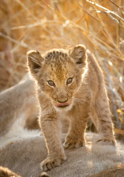 Retrato Retroiluminado Vertical Leão Bebé Sobre Estômago Leoa Kruger Park — Fotografia de Stock