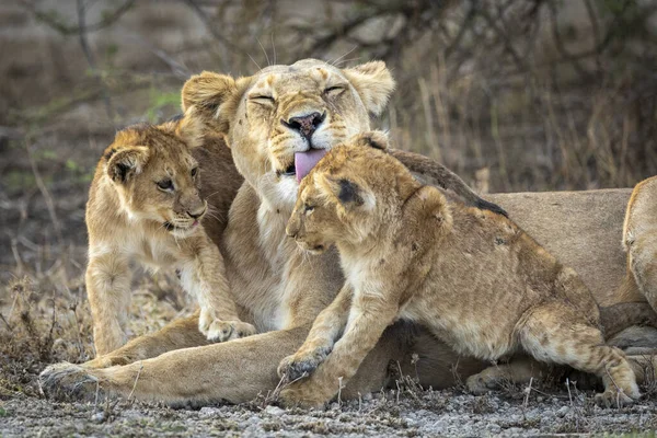 Lioness Grooming Her Small Lion Cubs Tanzania — Stock Photo, Image