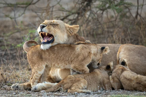 Μητέρα Της Λέαινας Και Τρία Λιονταράκια Της Που Τρέφονται Στο — Φωτογραφία Αρχείου