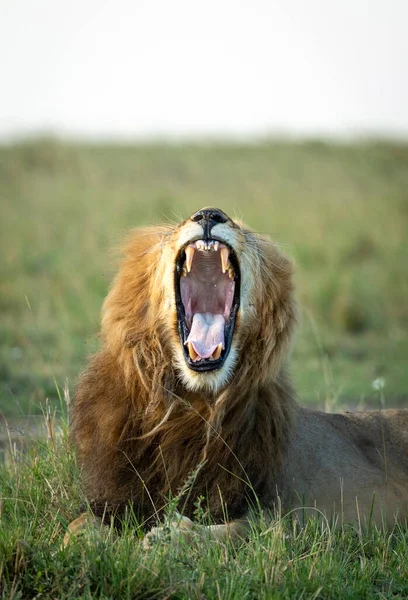 Κάθετη Προσωπογραφία Λιονταριού Που Χασμουριέται Στις Πράσινες Πεδιάδες Μασάι Μάρα — Φωτογραφία Αρχείου