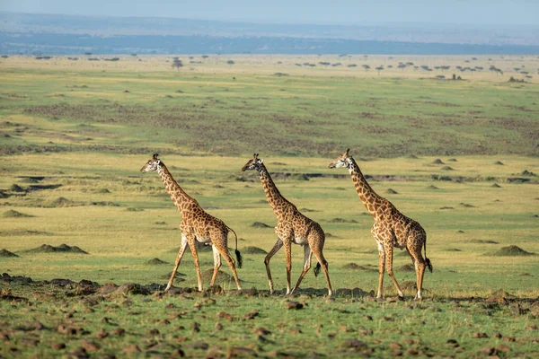 Kenya 'daki Masai Mara' da altın güneş ışığında kuyrukta yürüyen üç yetişkin zürafa.