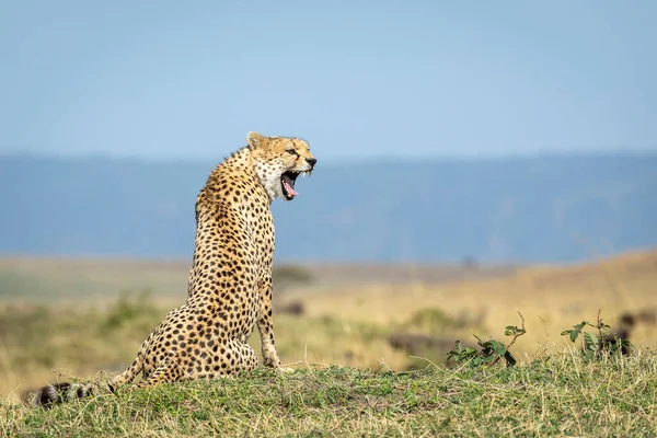 Kenya Daki Masai Mara Nın Arka Planında Çimlerin Üzerinde Oturan — Stok fotoğraf