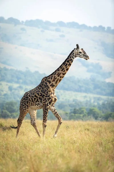 Retrato Vertical Uma Girafa Ambulante Masai Mara Quênia — Fotografia de Stock